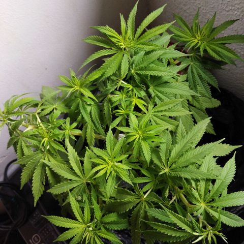 Mosca Haze growlog timeline photo