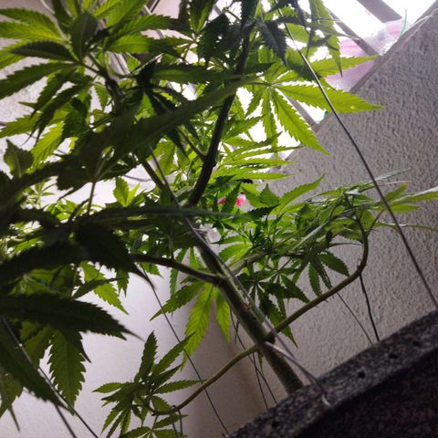 Mosca Haze growlog timeline photo