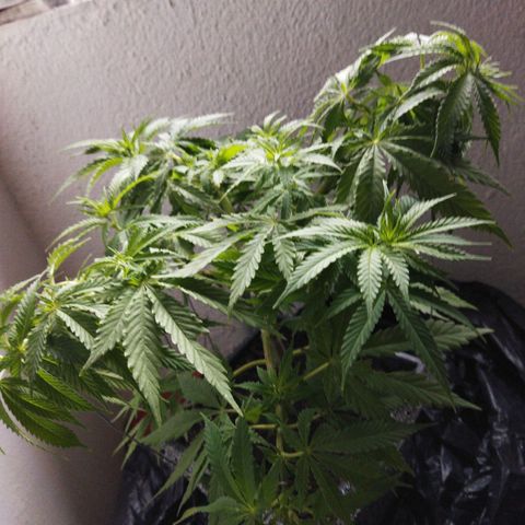 Mosca Haze growlog timeline photo