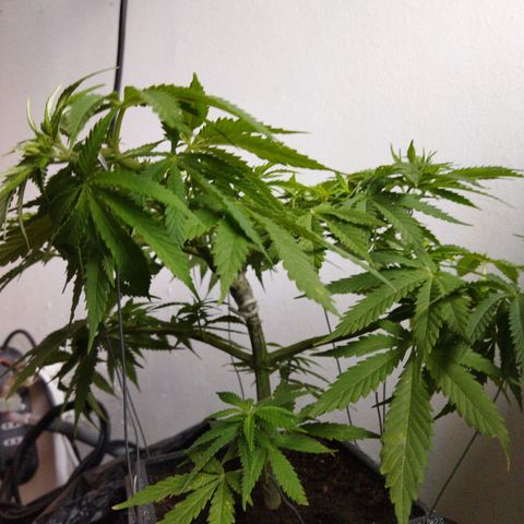 Mosca Haze growlog timeline photo