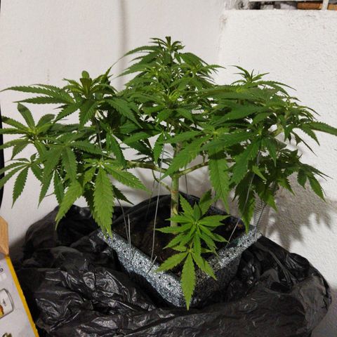 Mosca Haze growlog timeline photo