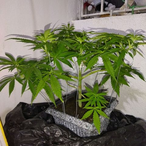 Mosca Haze growlog timeline photo