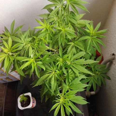 Mosca Haze growlog timeline photo