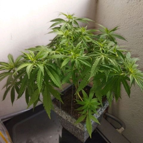 Mosca Haze growlog timeline photo