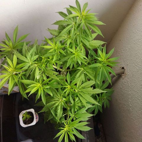 Mosca Haze growlog timeline photo