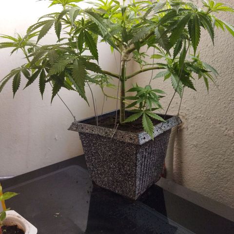 Mosca Haze growlog timeline photo