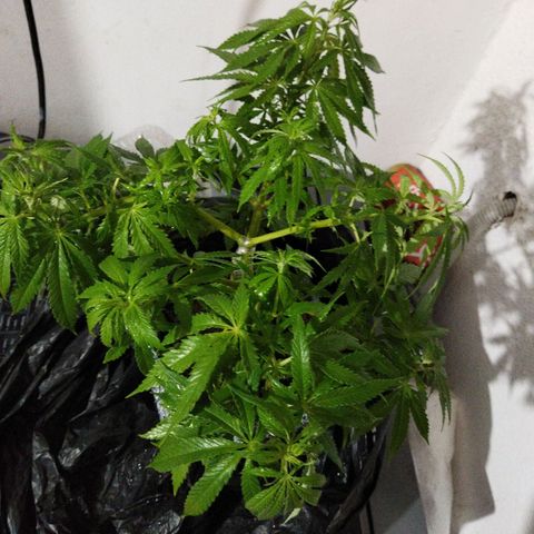 Mosca Haze growlog timeline photo