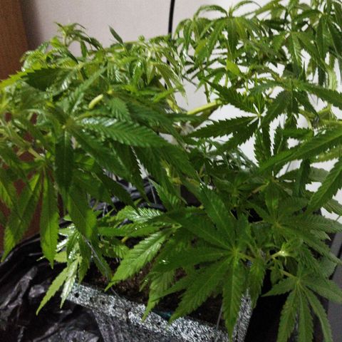 Mosca Haze growlog timeline photo