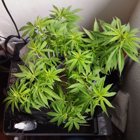 Mosca Haze growlog timeline photo