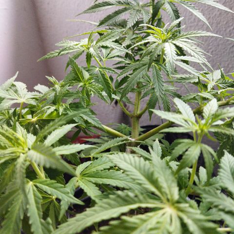 Mosca Haze growlog timeline photo