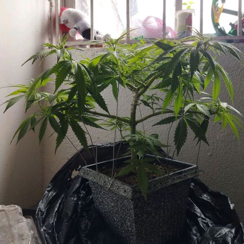 Mosca Haze growlog timeline photo