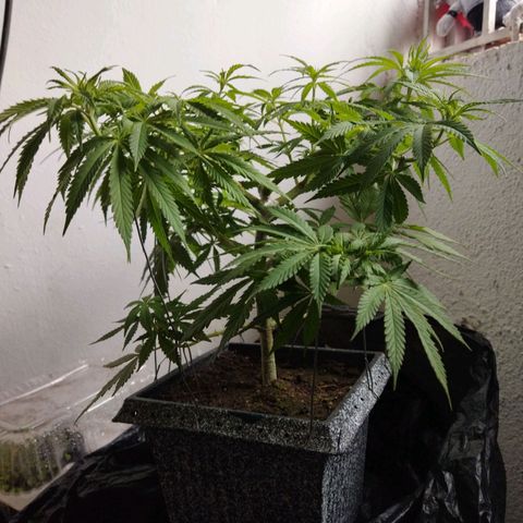 Mosca Haze growlog timeline photo