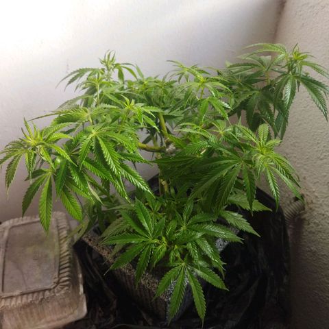 Mosca Haze growlog timeline photo