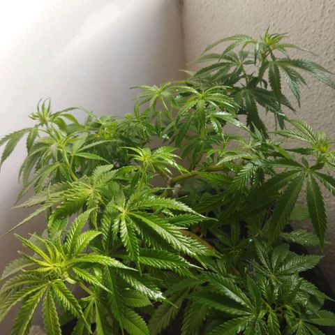 Mosca Haze growlog timeline photo