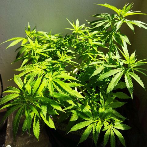 Mosca Haze growlog timeline photo