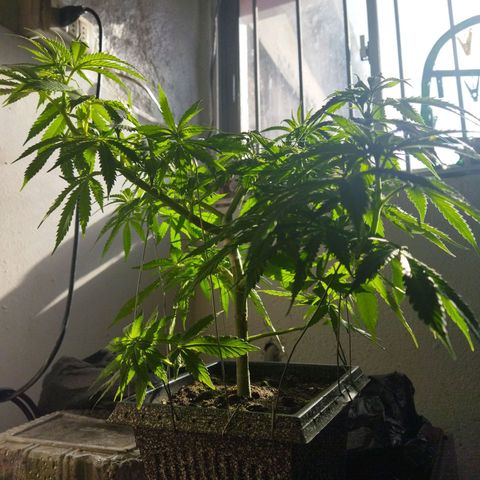 Mosca Haze growlog timeline photo