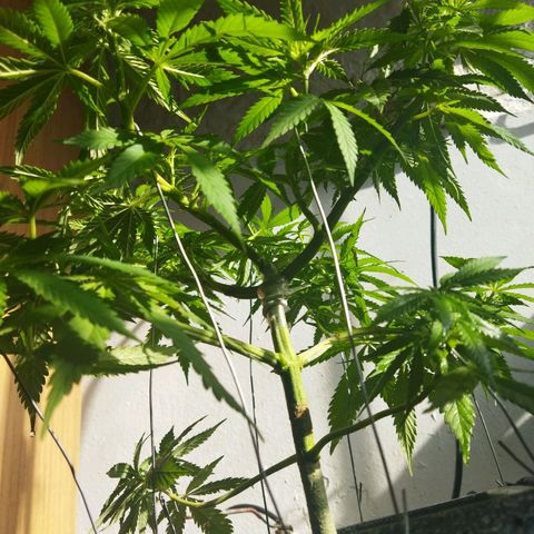 Mosca Haze growlog timeline photo