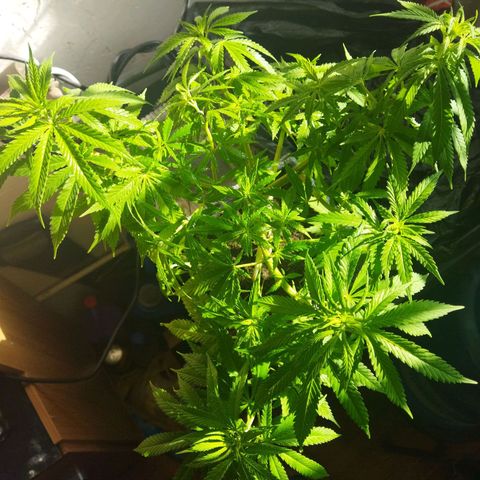 Mosca Haze growlog timeline photo