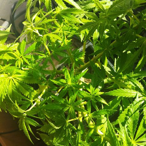 Mosca Haze growlog timeline photo