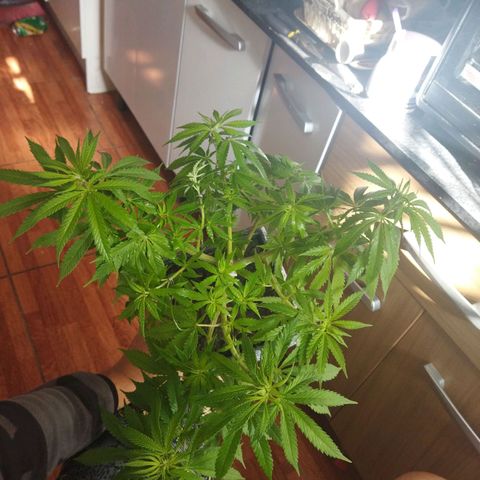 Mosca Haze growlog timeline photo