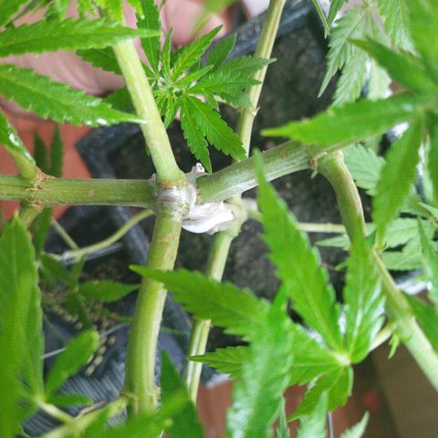 Mosca Haze growlog timeline photo