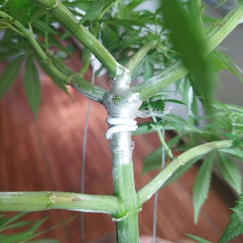 Mosca Haze growlog timeline photo