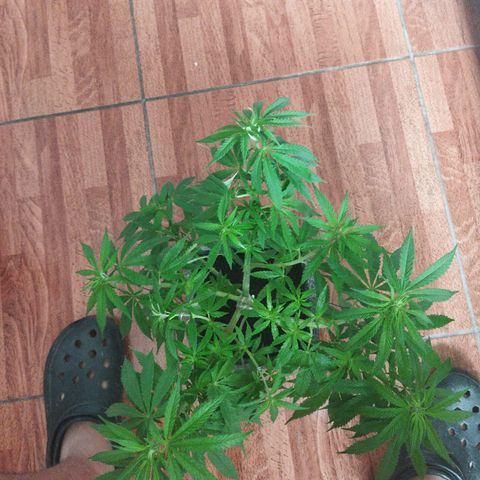 Mosca Haze growlog timeline photo