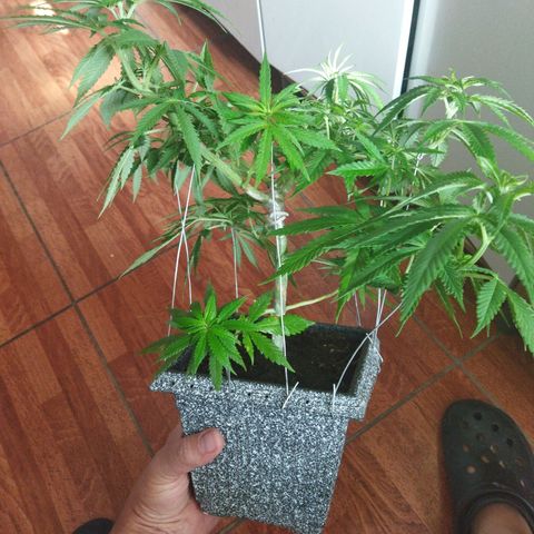 Mosca Haze growlog timeline photo