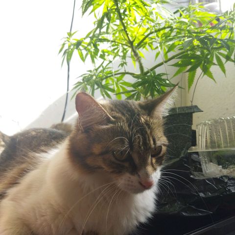 Mosca Haze growlog timeline photo