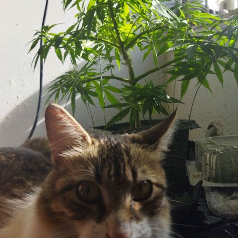 Mosca Haze growlog timeline photo