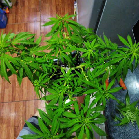 Mosca Haze growlog timeline photo