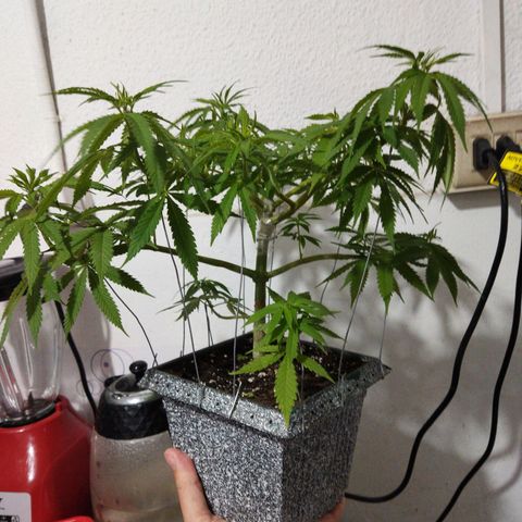Mosca Haze growlog timeline photo