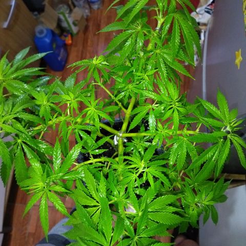 Mosca Haze growlog timeline photo