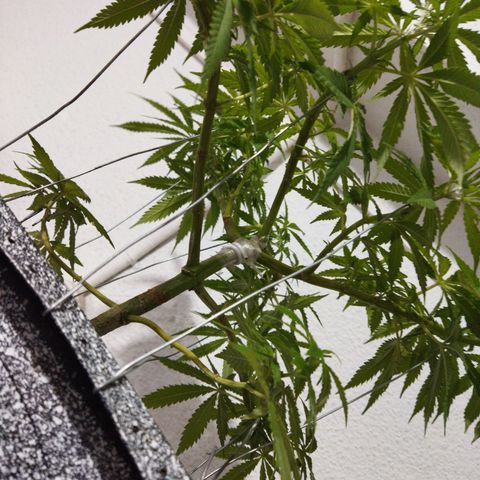 Mosca Haze growlog timeline photo