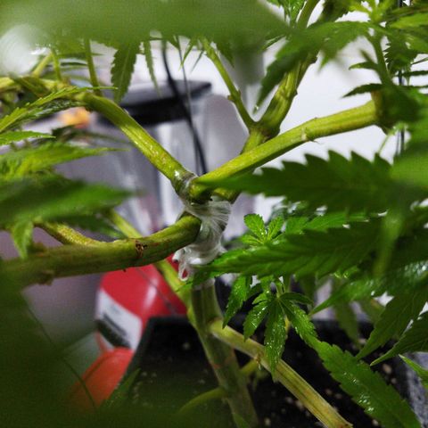 Mosca Haze growlog timeline photo