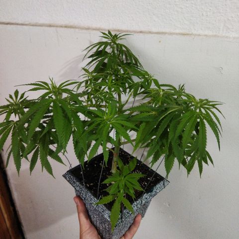 Mosca Haze growlog timeline photo