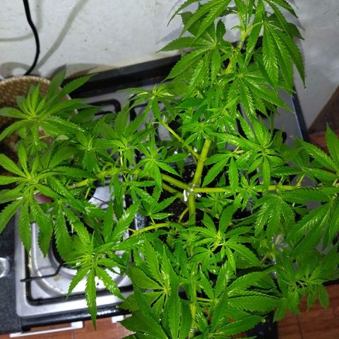Mosca Haze growlog timeline photo