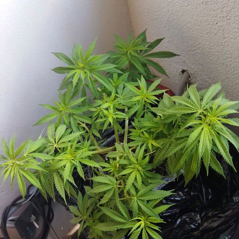 Mosca Haze growlog timeline photo