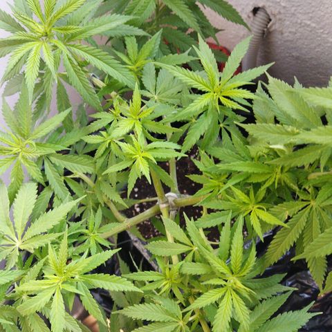 Mosca Haze growlog timeline photo