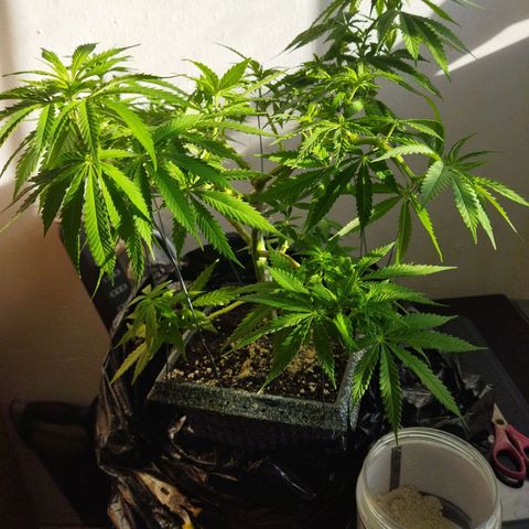 Mosca Haze growlog timeline photo