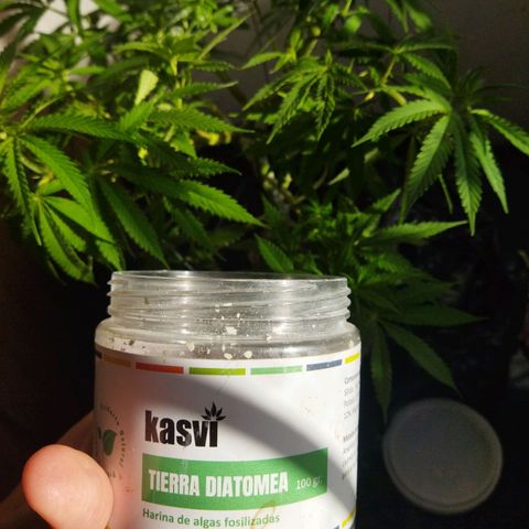 Mosca Haze growlog timeline photo