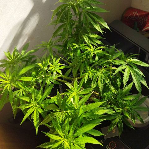 Mosca Haze growlog timeline photo