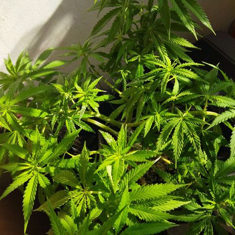 Mosca Haze growlog timeline photo