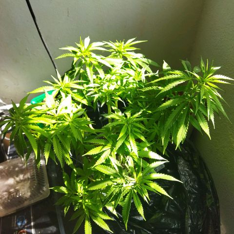 Mosca Haze growlog timeline photo