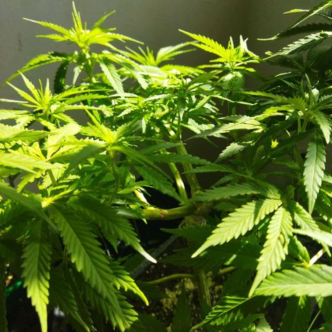 Mosca Haze growlog timeline photo