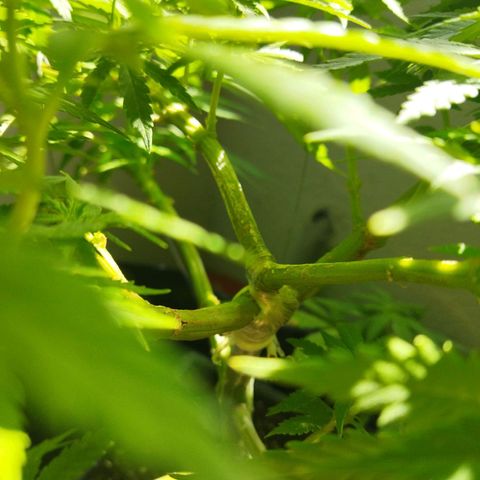 Mosca Haze growlog timeline photo