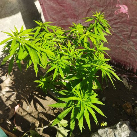 Mosca Haze growlog timeline photo