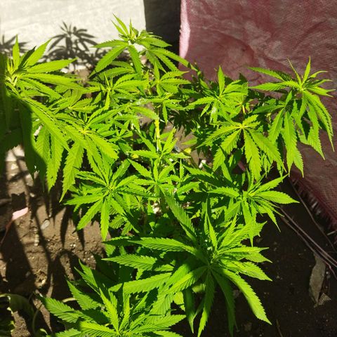 Mosca Haze growlog timeline photo
