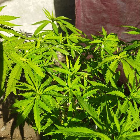 Mosca Haze growlog timeline photo