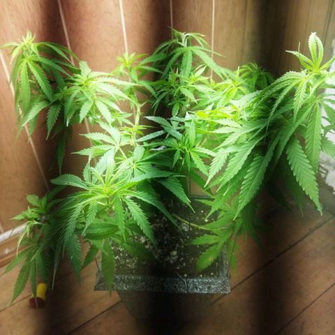 Mosca Haze growlog timeline photo